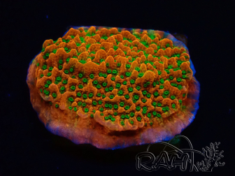 WYSIWYG RAH Montipora Phoenix evolution