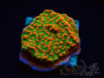WYSIWYG RAH Montipora Phoenix evoluzione