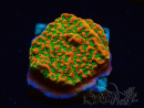 WYSIWYG RAH Montipora Phoenix evolution 11D6