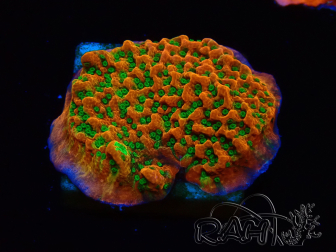 WYSIWYG RAH Montipora Phoenix Evolution