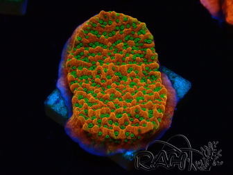 WYSIWYG RAH Montipora Phoenix Evolution