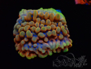 WYSIWYG Montipora Crazy T