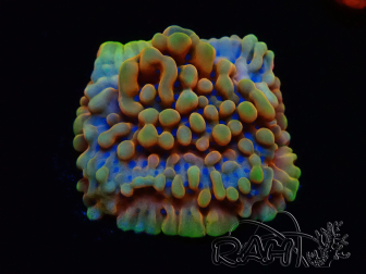 WYSIWYG Montipora Crazy T 11E2