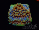 WYSIWYG Montipora Crazy T 11E2