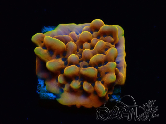 WYSIWYG Montipora Crazy T 11E3
