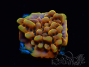 WYSIWYG Montipora Crazy T