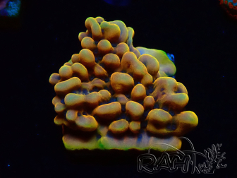 WYSIWYG Montipora Crazy T