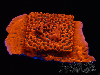 WYSIWYG WWC Montipora Dragon Fruit
