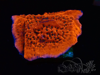 WYSIWYG WWC Montipora Dragon Fruit 11E6