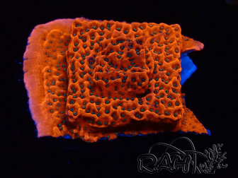 WYSIWYG WWC Montipora Dragon Fruit