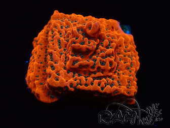 WYSIWYG WWC Montipora Dragon Fruit