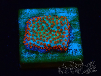 WYSIWYG RAH Montipora Reverse Sunset 11F1