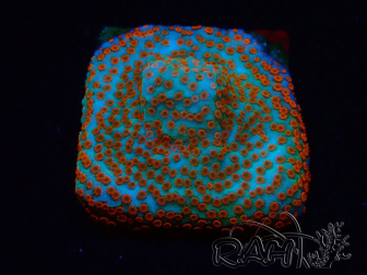 WYSIWYG RAH Montipora Reverse Sunset 11F2