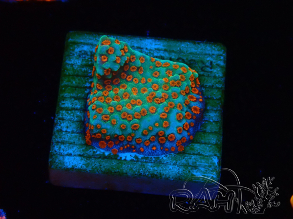 WYSIWYG RAH Montipora Reverse Sunset