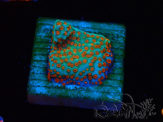 WYSIWYG RAH Montipora Reverse Sunset