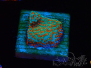 WYSIWYG RAH Montipora Reverse Sunset
