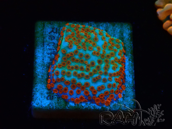 WYSIWYG RAH Montipora Reverse Sunset
