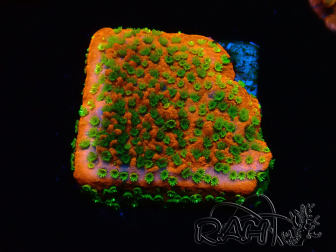 WYSIWYG Montipora Sunset