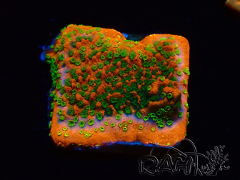 WYSIWYG Montipora Sunset
