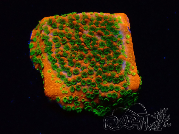 WYSIWYG Montipora Sunset