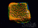 WYSIWYG Montipora Sunset