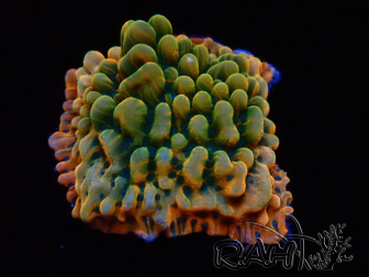 WYSIWYG JF Montipora Brain Freeze 11G1