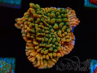 WYSIWYG JF Montipora Brain Freeze 11G2
