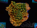 WYSIWYG JF Montipora Brain Freeze