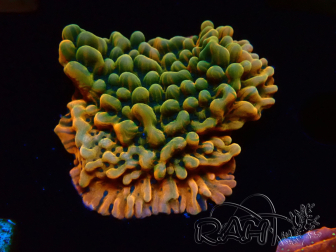 WYSIWYG JF Montipora Brain Freeze