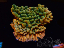 WYSIWYG JF Montipora Brain Freeze