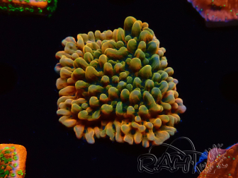WYSIWYG JF Montipora Brain Freeze