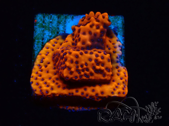 WYSIWYG RAH Montipora Mystic Sunset 11G5