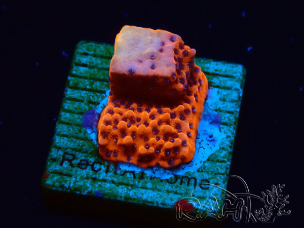 WYSIWYG RAH Montipora Mystic Sunset