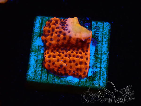 WYSIWYG RAH Montipora Mystic Sunset