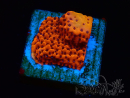 WYSIWYG RAH Montipora Mystic Sunset