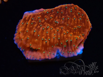 WYSIWYG SK Snow Montipora Platte