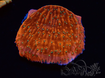 WYSIWYG SK Snow Montipora Platte