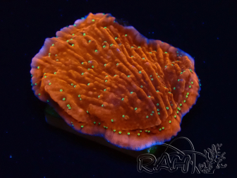 WYSIWYG SK Snow Montipora Plateau