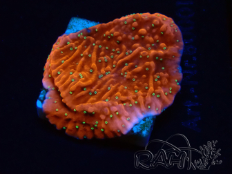 WYSIWYG SK Snow Montipora plateau