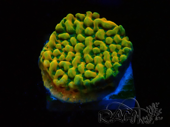 WYSIWYG JF Beach Bum Montipora