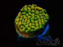 WYSIWYG JF Beach Bum Montipora