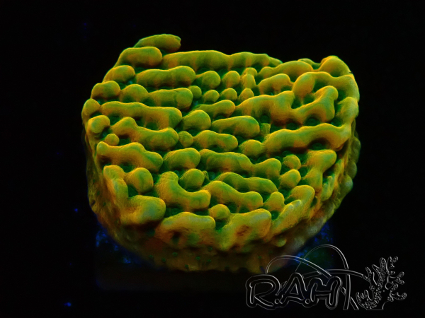 WYSIWYG JF Beach Bum Montipora