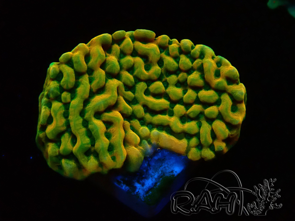 WYSIWYG JF Beach Bum Montipora