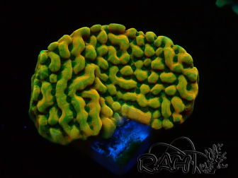 WYSIWYG JF Beach Bum Montipora 11I7