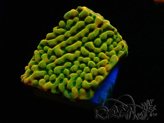 WYSIWYG JF Beach Bum Montipora