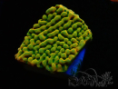WYSIWYG JF Beach Bum Montipora