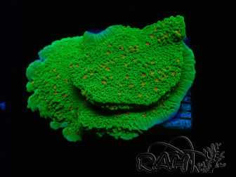 WYSIWYG Montipora Season Greetings