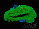 WYSIWYG Montipora Season Greetings