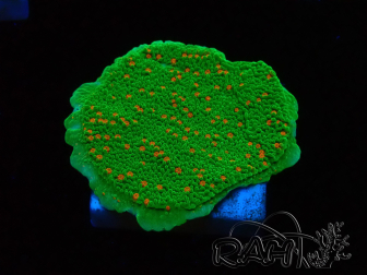 WYSIWYG Montipora Season Greetings