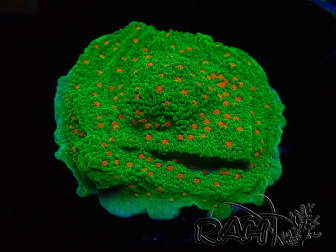 WYSIWYG Montipora Season Greetings